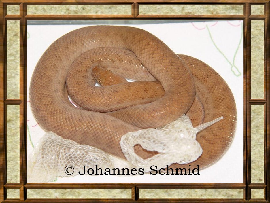 Antaresia perthensis 0.1
